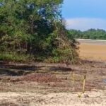 Mangrove Bali “Dijajah” Investasi? Pansus DPRD Murka, Ultimatum Keras Menggema