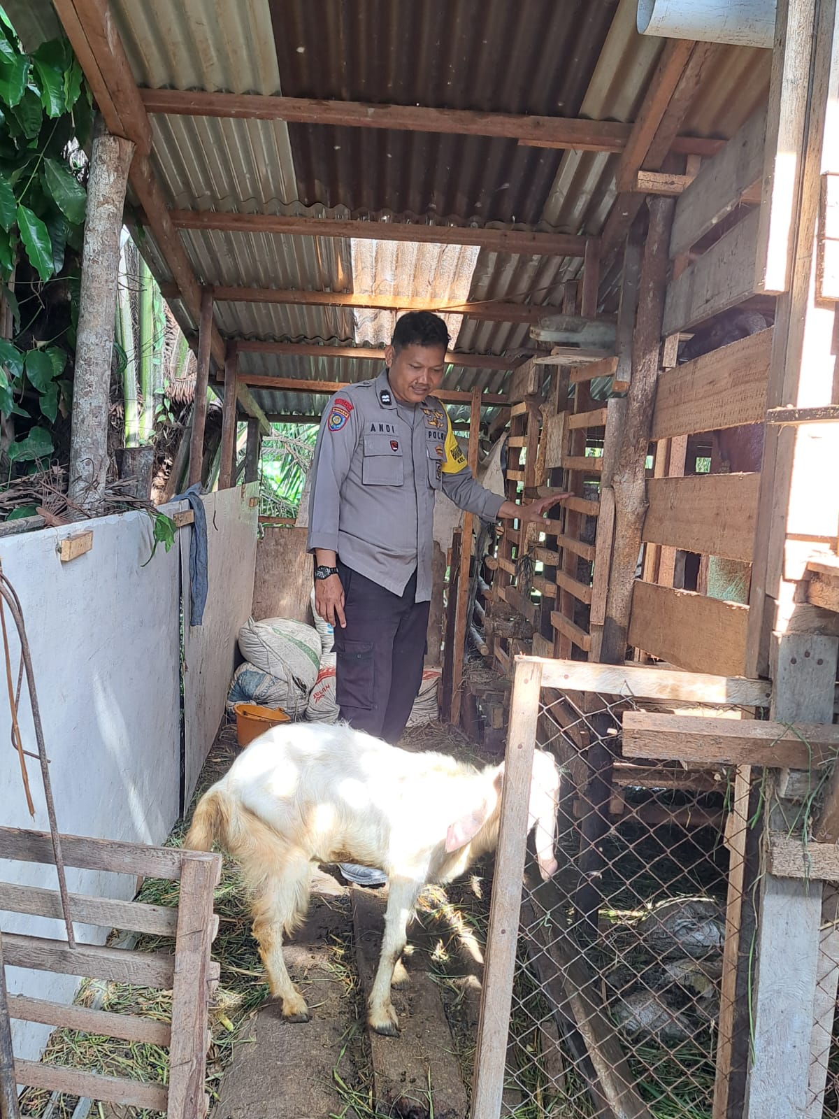 Bhabinkamtibmas Bumi Ayu Bersama Peternak Kambing Cek Kondisi Hewan Ternak Di Pekarangan Bergizi