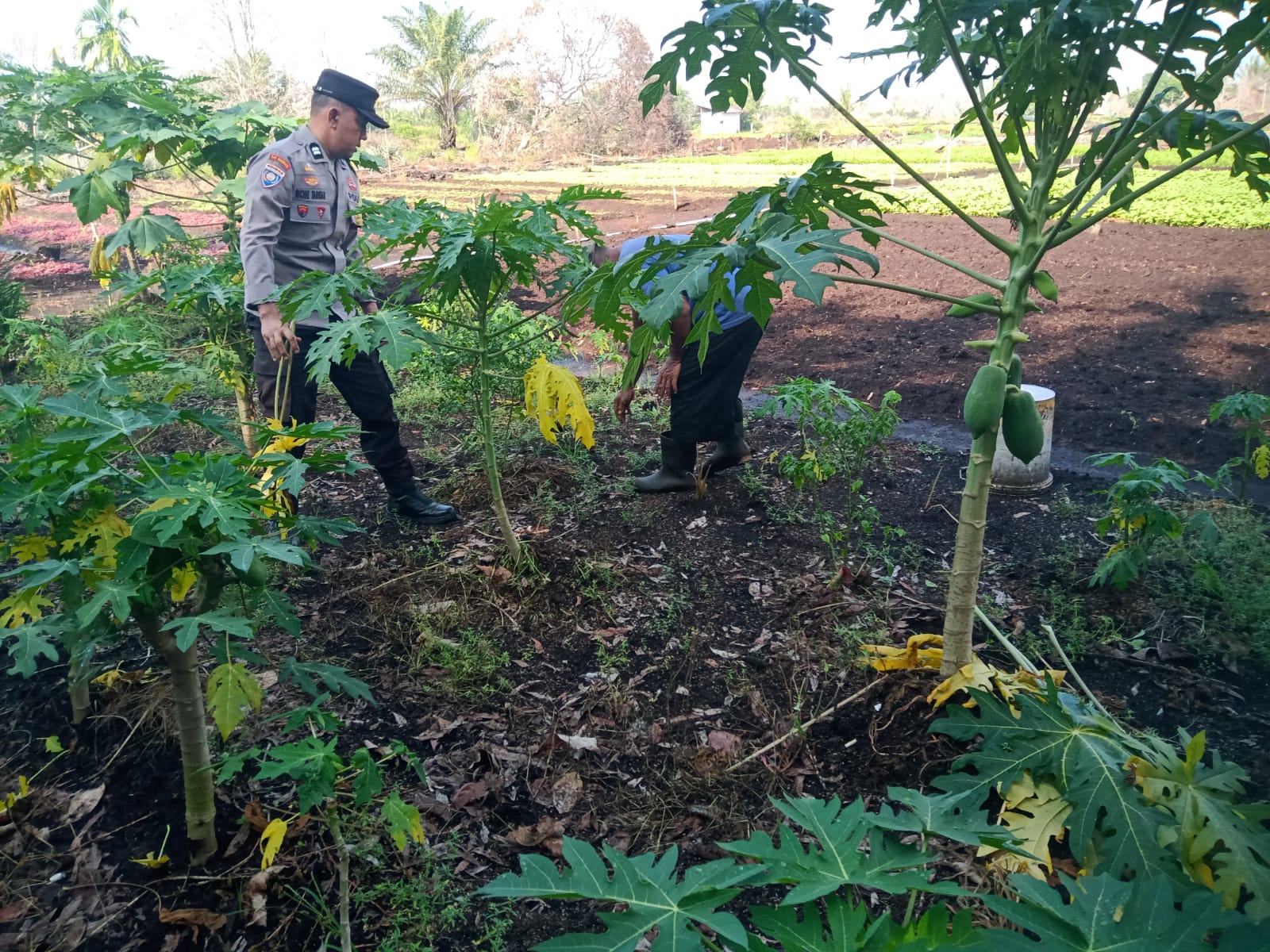Bhabinkamtibmas Kelurahan Bagan Keladi Bersama petani Cek Tanaman Pisang Dan pepaya Di Pekarangan Bergizi