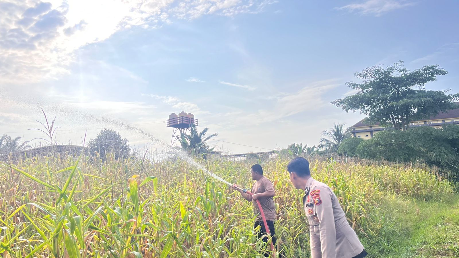 Polres Rokan Hulu Intensif Rawat Jagung Hibrida di Musim Kemarau, Dukung Ketahanan Pangan Nasional