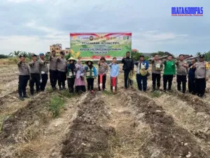 Polres Dumai Dukung Ketahanan Pangan, Polsek Dumai Kota Tanam Jagung Pipil di Lahan Seluas 1 Hektar