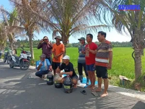 Jembrana Jadi Lokasi Demplot Nasional, Target Tingkatkan Produktivitas Padi Berkelanjutan