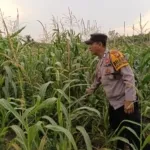Dukung Program Ketahanan Pangan Nasional Bhabinkamtibmas Ratu Sima Bersama Petani saling Sinergi