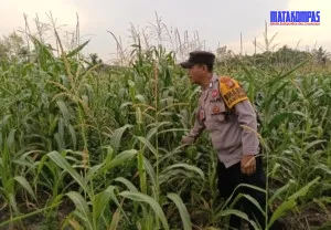 Dukung Program Ketahanan Pangan Nasional Bhabinkamtibmas Ratu Sima Bersama Petani saling Sinergi
