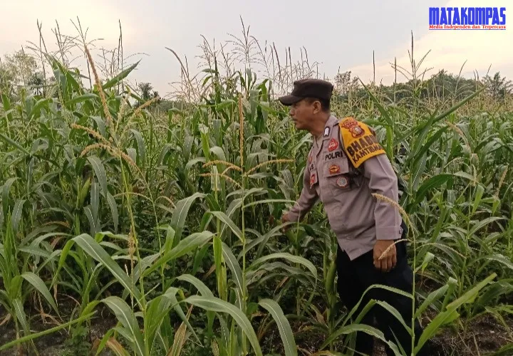 Dukung Program Ketahanan Pangan Nasional Bhabinkamtibmas Ratu Sima Bersama Petani saling Sinergi