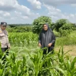 Dukung Ketahanan Pangan Nasional, Bhabinkamtibmas Bagan Besar Bersama Petani Cek Tanaman Jagung