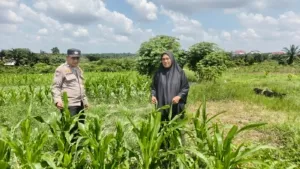 Dukung Ketahanan Pangan Nasional, Bhabinkamtibmas Bagan Besar Bersama Petani Cek Tanaman Jagung