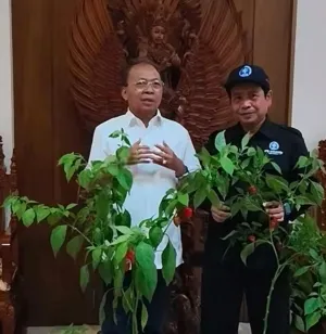 Koster Serius Perkuat Kedaulatan Pangan Bali, Kebutuhan Cabai Jadi Perhatian