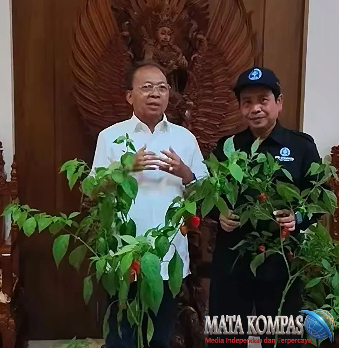 Koster Serius Perkuat Kedaulatan Pangan Bali, Kebutuhan Cabai Jadi Perhatian