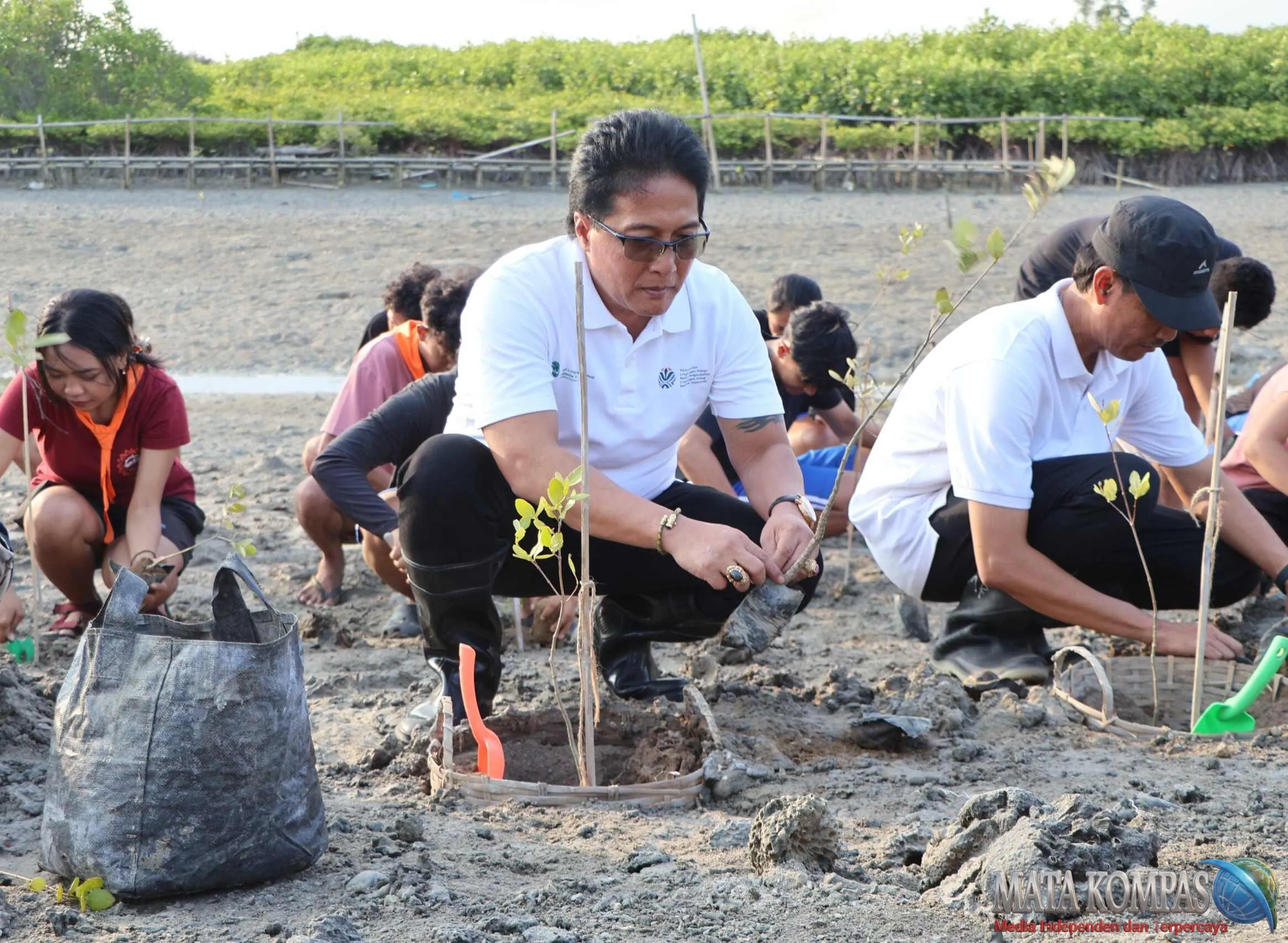 Wagub Giri Prasta Dorong Pulihkan Mangrove Bali Rusak 18 Hektar Bantu Rp20 Juta untuk IWO Bali Rawat Mangrove