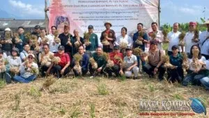 Panen Perdana Bawang Putih Lokal di Tabanan Perkuat Kedaulatan Pangan Bali Lawan Dominasi Impor